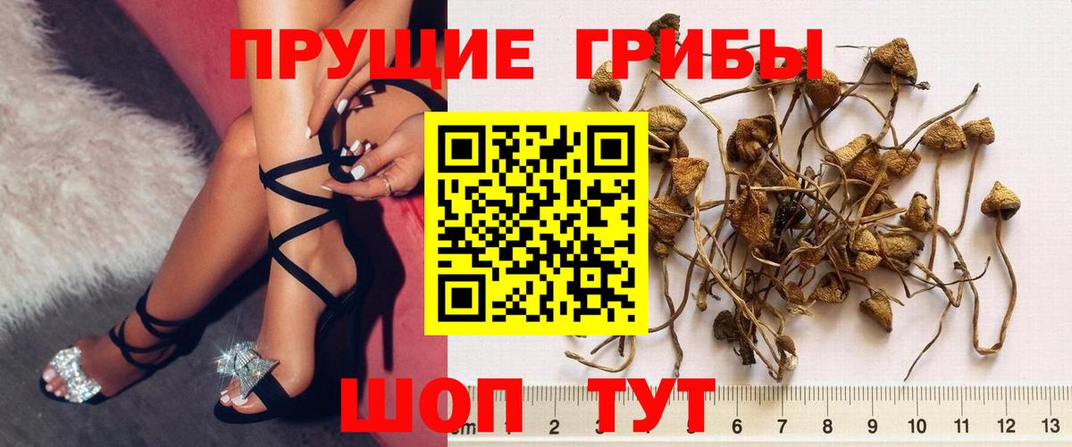 Галлюциногенные грибы Psilocybine cubensis  Галлюциногенные грибы Psilocybine cubensis  Курск  Вход с VPN 